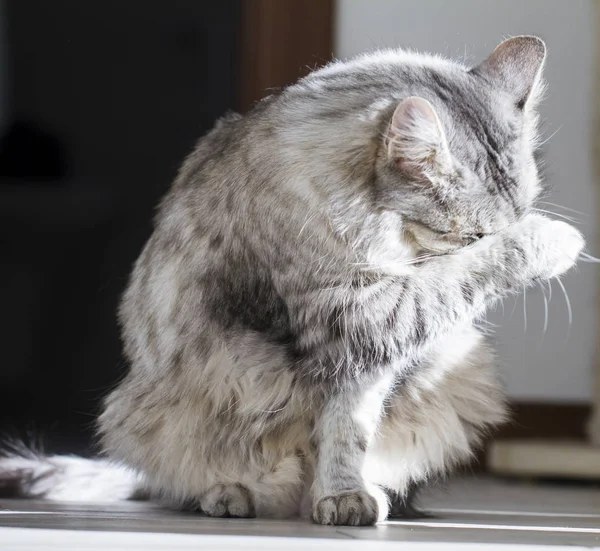 Limpieza de gatos, lamiendo la pata, raza siberiana plateada —  Fotos de Stock