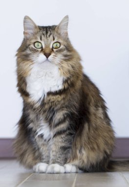 kahverengi beyaz kedi yavrusu Sibirya doğurmak