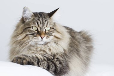 Sibirya doğurmak, kahverengi tabby, erkek kedi