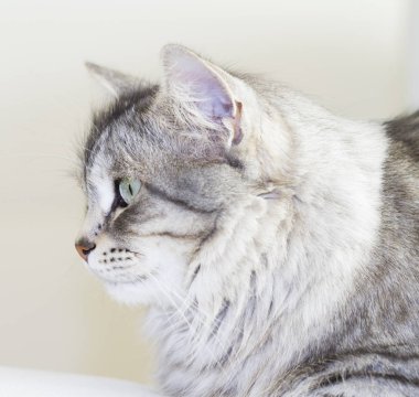 Sibirya doğurmak evde gümüş kedi