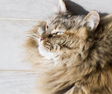 Sibirya doğurmak, ahşap üzerine yalan tatlı tüylü kedi