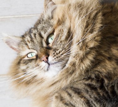 Sibirya doğurmak, ahşap üzerine yalan tatlı tüylü kedi