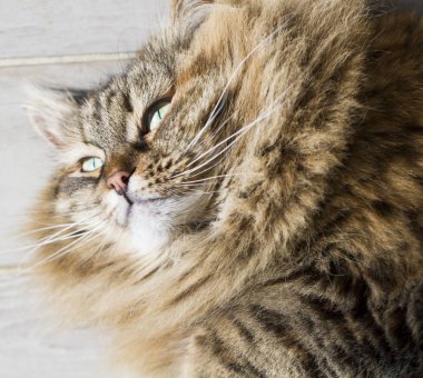 Sibirya doğurmak, ahşap üzerine yalan tatlı tüylü kedi