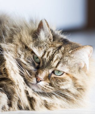 Sibirya doğurmak, ahşap üzerine yalan tatlı tüylü kedi