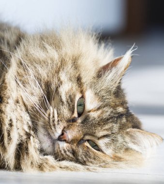 Sibirya doğurmak, ahşap üzerine yalan tatlı tüylü kedi