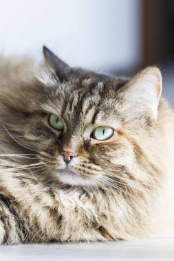 Sibirya doğurmak, ahşap üzerine yalan tatlı tüylü kedi