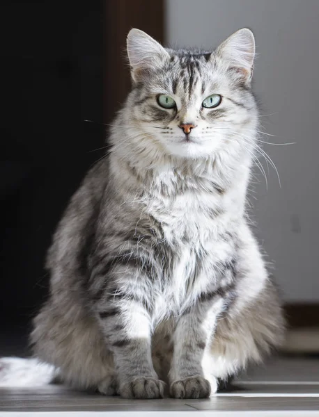 Silver cat of siberian breed in the house — Stock Photo, Image