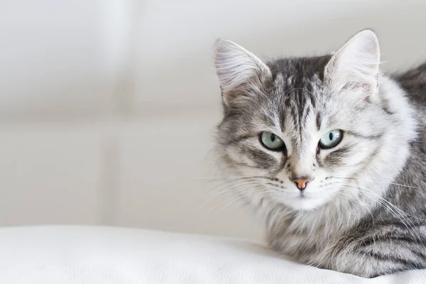 Gato de plata de raza siberiana en la casa — Foto de Stock