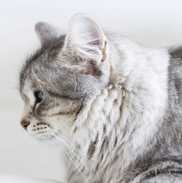 Silberne Katze sibirischer Rasse im Haus — Stockfoto