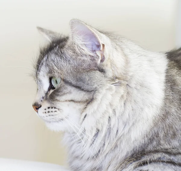 Srebrny kot rasy syberyjskiej w domu — Zdjęcie stockowe