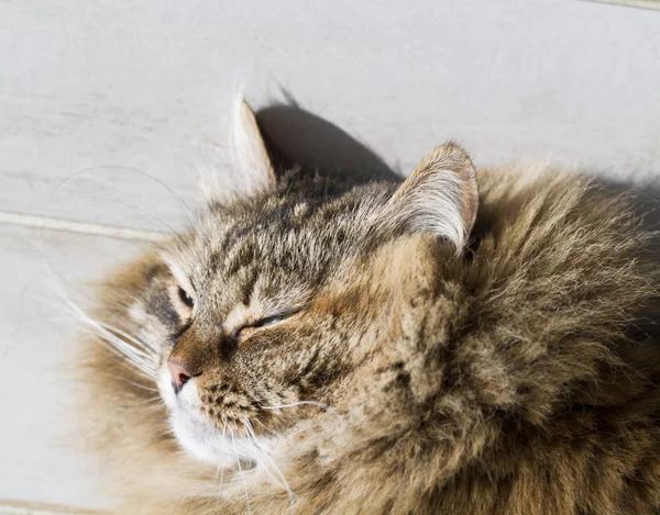 Солодкий пухнастий кіт сибірської породи, лежить на дереві — стокове фото