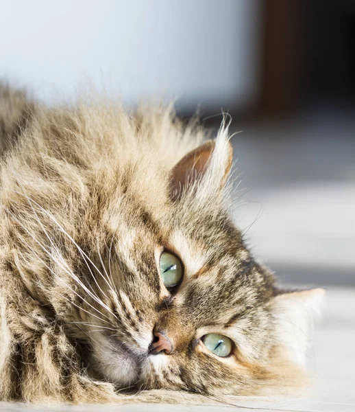 Gato peludo doce de raça siberiana, deitado sobre a madeira — Fotografia de Stock