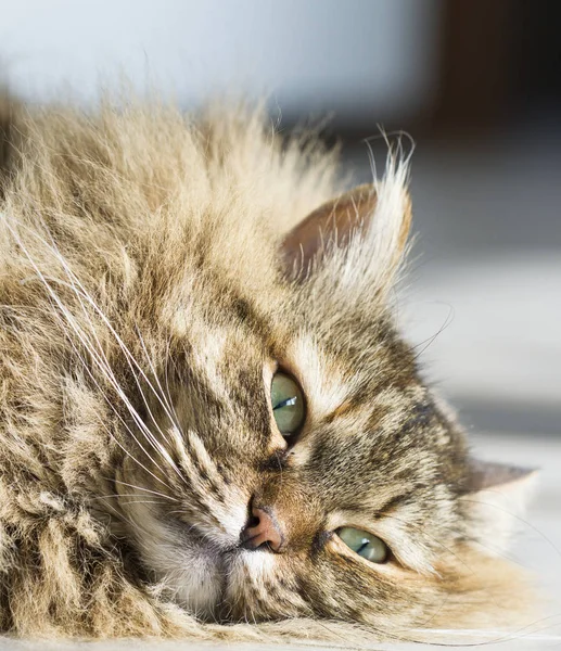 Gato peludo doce de raça siberiana, deitado sobre a madeira — Fotografia de Stock