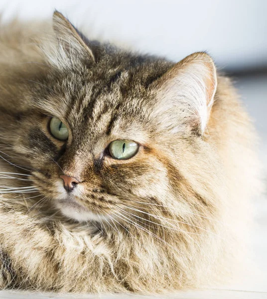 Gato peludo doce de raça siberiana, deitado sobre a madeira — Fotografia de Stock