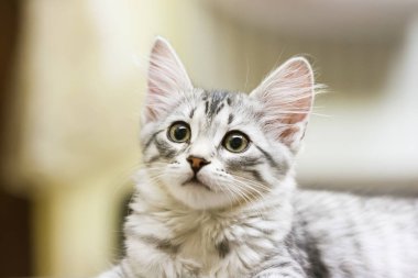 küçük gümüş kedi, Sibirya doğurmak