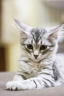 küçük gümüş kedi, Sibirya doğurmak