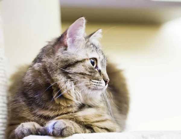 Chat mâle de race sibérienne, brun avec version blanche — Photo