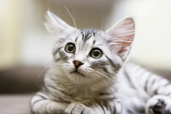 Mały srebrny kot, rasy syberyjski — Zdjęcie stockowe