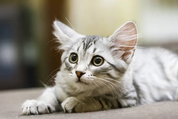 Little silver cat, siberian breed — Stock Photo, Image