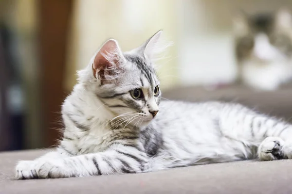 Pequeño gato de plata, raza siberiana — Foto de Stock