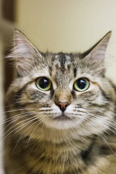 Chat mâle de race sibérienne, brun avec version blanche — Photo