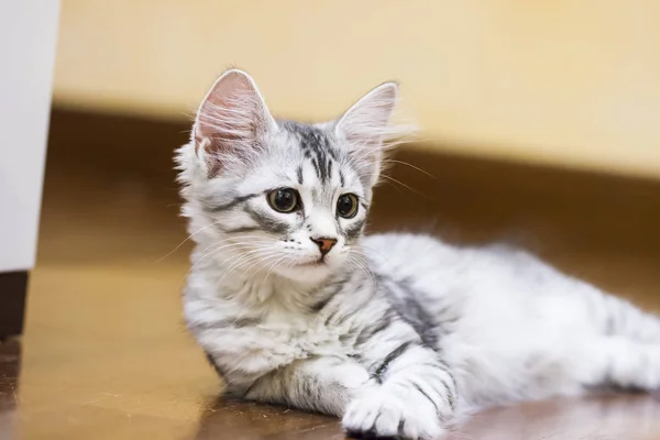 Pequeño gato de plata, raza siberiana — Foto de Stock