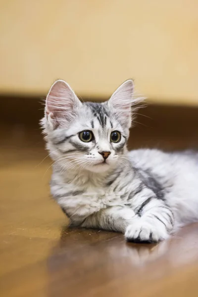 Pequeño gato de plata, raza siberiana — Foto de Stock