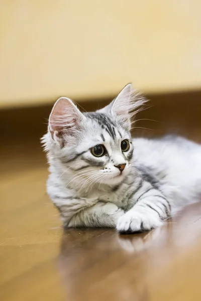 Pequeño gato de plata, raza siberiana — Foto de Stock