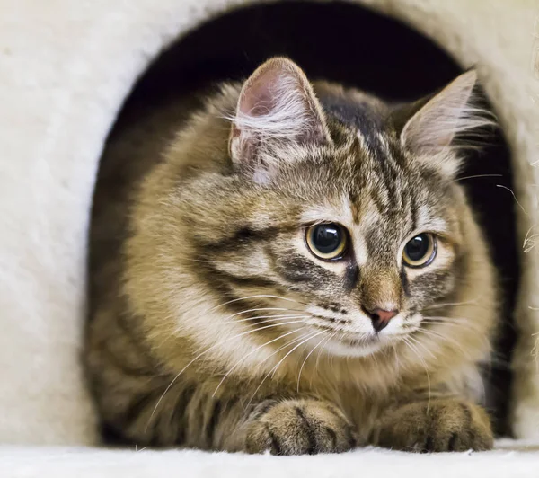 Brun långhårig katt, sibiriska rasen — Stockfoto