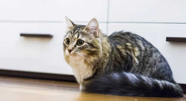 Коричневый длинноволосый кот, сибирская порода — стоковое фото
