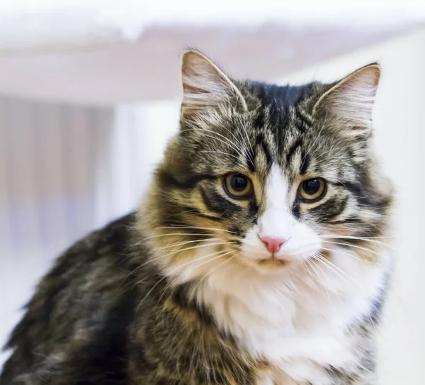 Brown long haired cat, siberian breed — Stock Photo, Image