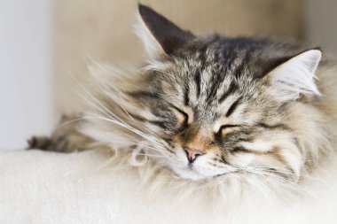 sevimli kediler, kahverengi yorum-in tırmalamak üzerinde Sibirya doğurmak