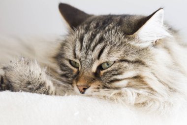 sevimli kediler, kahverengi yorum-in tırmalamak üzerinde Sibirya doğurmak