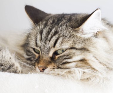 sevimli kediler, kahverengi yorum-in tırmalamak üzerinde Sibirya doğurmak