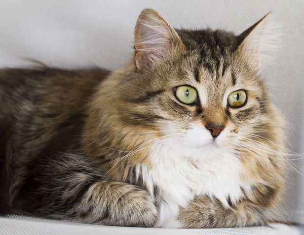 Adorable cats, brown version of siberian breed on a chair — Stock Photo, Image