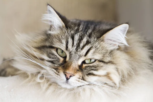 Adorable cats, brown version of siberian breed on the scratching — Stock Photo, Image