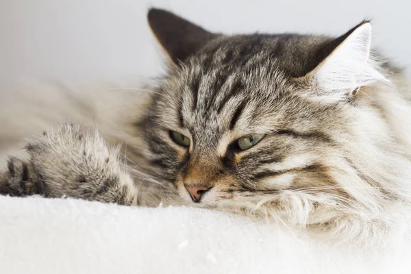 Чарівні коти, коричневий варіант сибірської породи на подряпинах — стокове фото