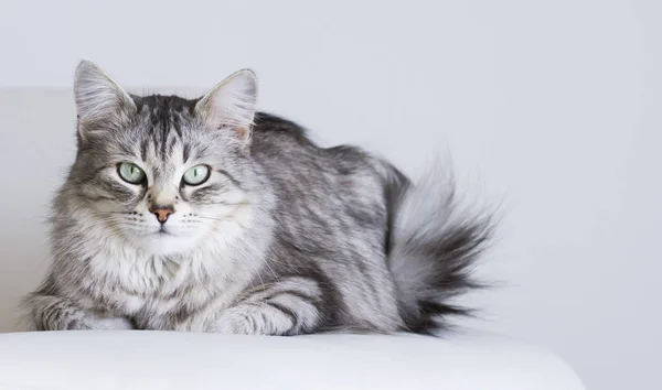 Sibirya doğurmak beyaz koltuk üzerinde sevimli kediler, gümüş sürüm