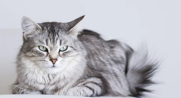 Urocze koty, srebrny wersji syberyjski rasy na białej kanapie — Zdjęcie stockowe