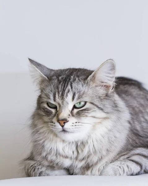 Adorables chats, version argent de race sibérienne sur un canapé blanc — Photo