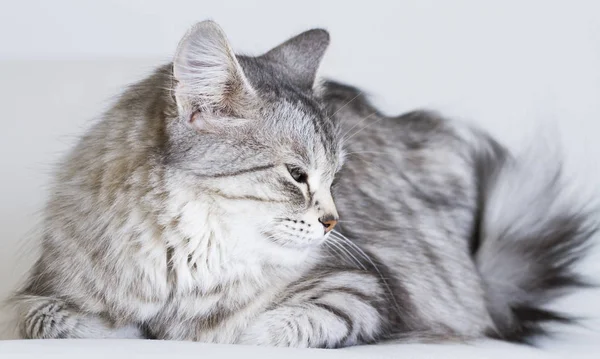 Adorabili gatti, versione argento della razza siberiana su un divano bianco — Foto Stock