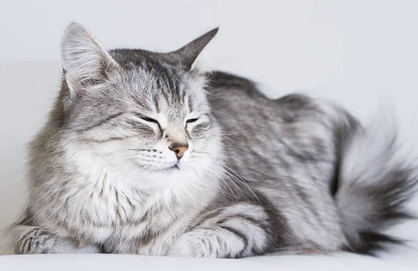 Sibirya doğurmak beyaz koltuk üzerinde sevimli kediler, gümüş sürüm — Stok fotoğraf