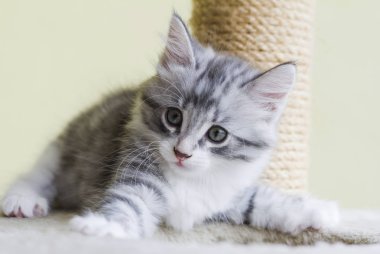 Bebek kedi Sibirya doğurmak, gümüş sürüm