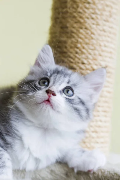 Gato bebé de raza siberiana, versión plateada — Foto de Stock