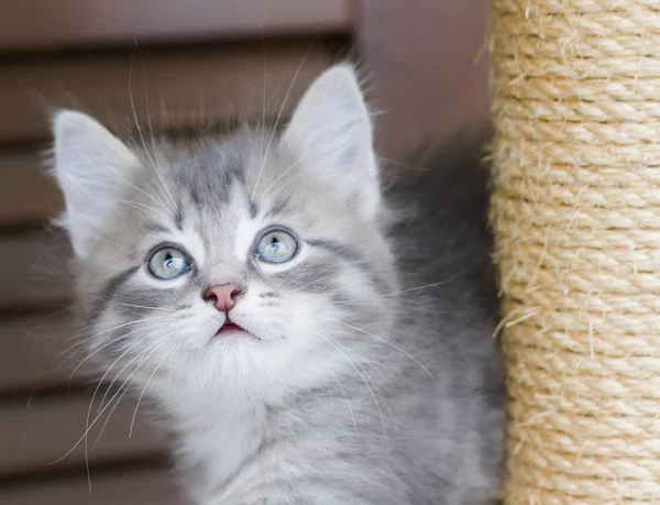 Gato bebé de raza siberiana, versión plateada — Foto de Stock