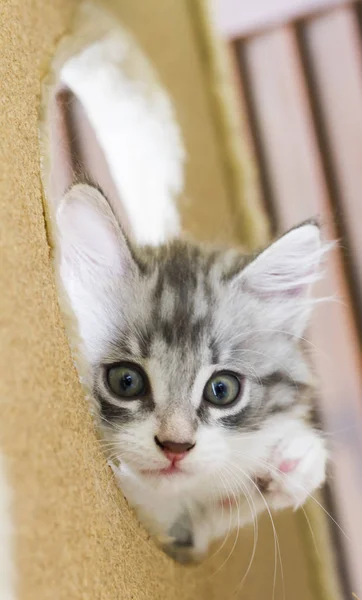 Gato bebé de raza siberiana, versión plateada — Foto de Stock