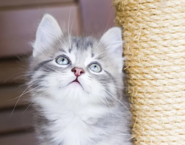 Baby cat of siberian breed, silver version — Stock Photo, Image