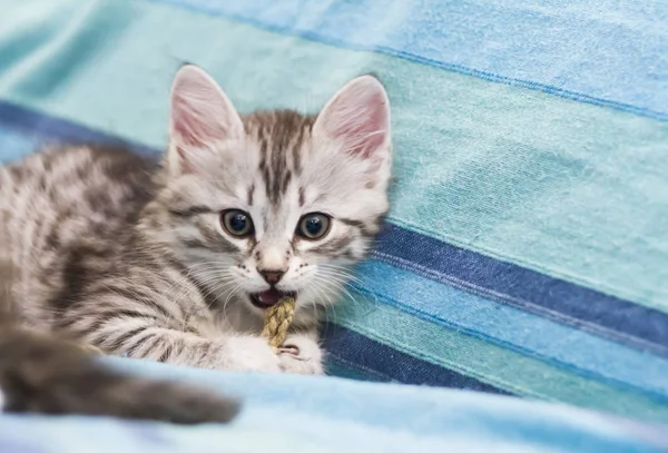 Baby kočka sibiřského plemene, stříbrná verze — Stock fotografie