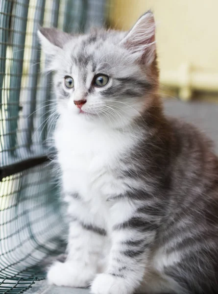 Дитяча кішка породи сибірської, срібна версія — стокове фото