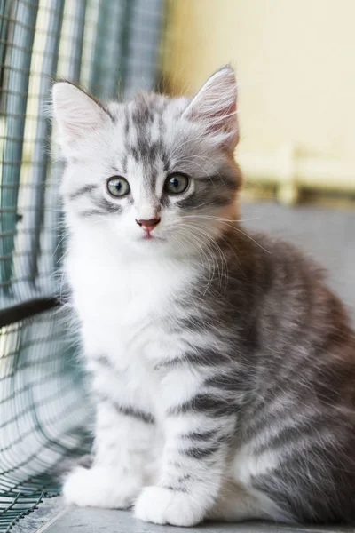 Baby cat of siberian breed, silver version — Stock Photo, Image